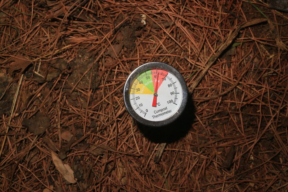 Urzica în compost: activator natural de descompunere