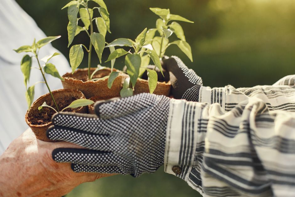 Cum cultivi urzică în grădină sau în ghiveci