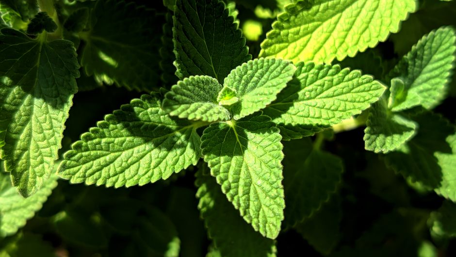Urzica pentru afte bucale și herpes labial: calmarea leziunilor