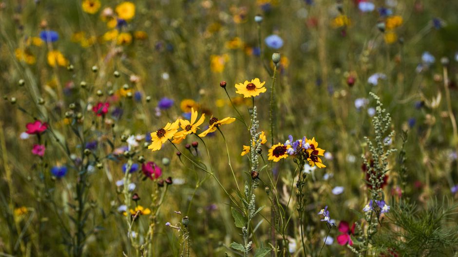 Urzica și biodiversitatea: hrană pentru fluturi și insecte utile