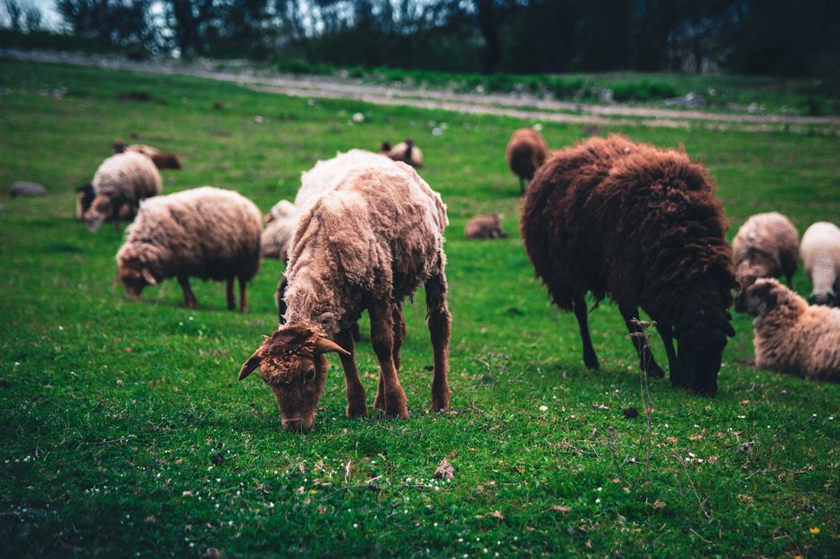 Urzica ca furaj pentru animale: capre, iepuri, porci și păsări