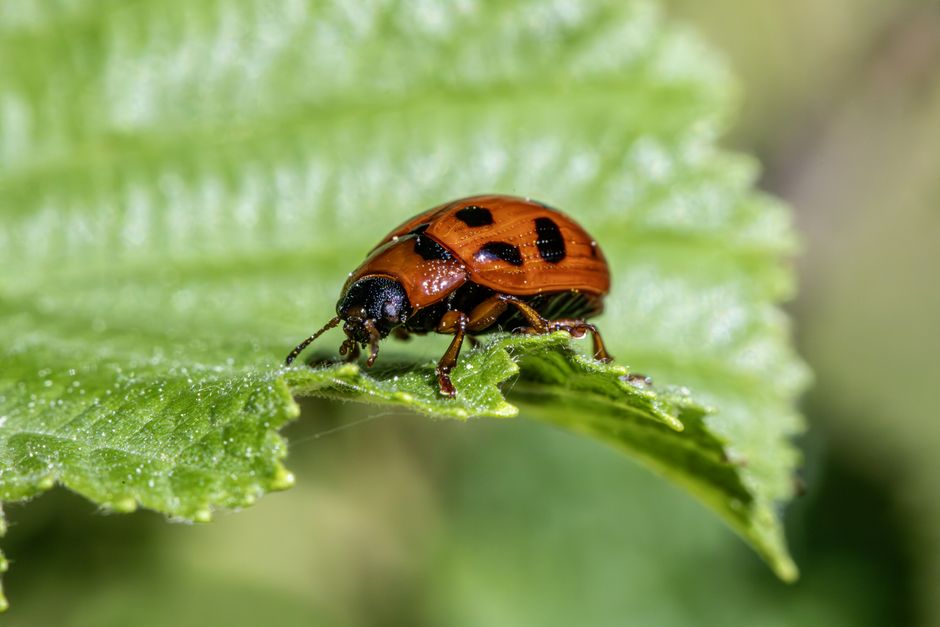Urzica împotriva păduchilor de plante: maceratul proaspăt ca insecticid de contact