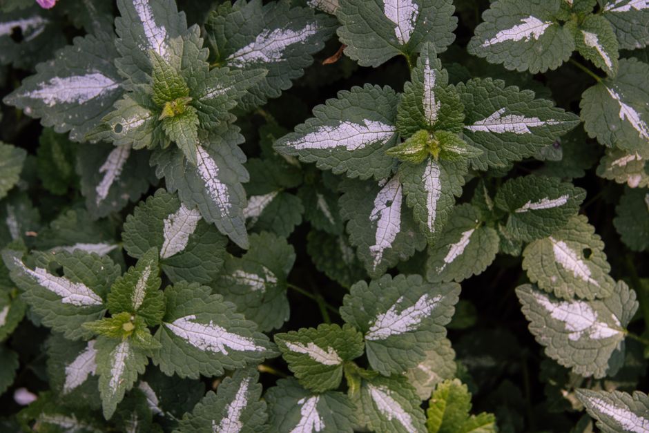 Urzica împotriva păianjenului roșu: purin și macerat pentru plante sănătoase