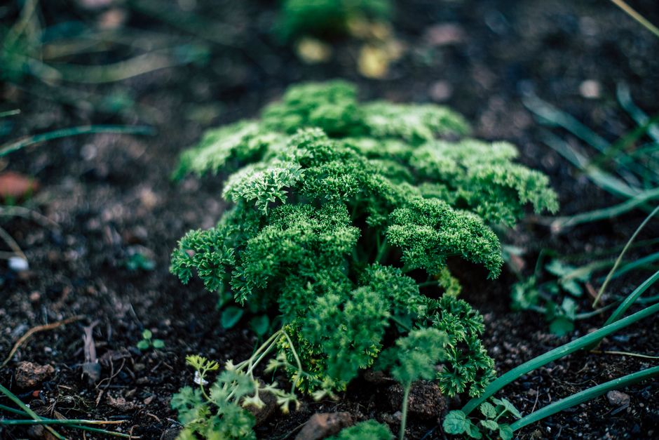 Urzica în permacultură: aliata grădinii ecologice