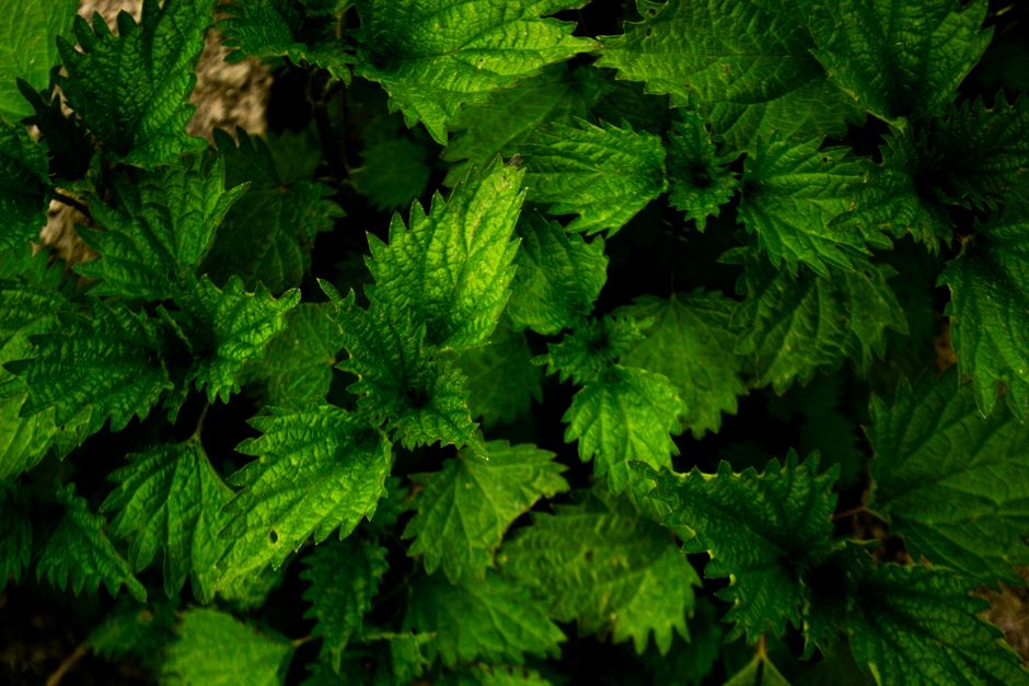 Urzica în lasagna gardening: straturi de sol fără săpat