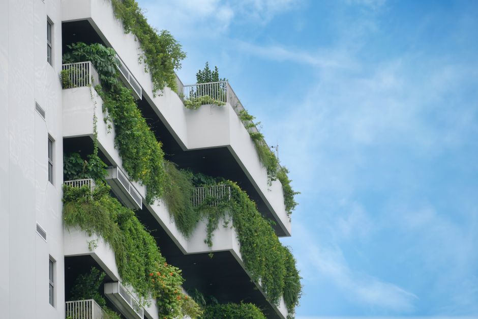 Urzică pe balcon, în ghivece: ghid complet pentru o recoltă bogată în spațiu mic