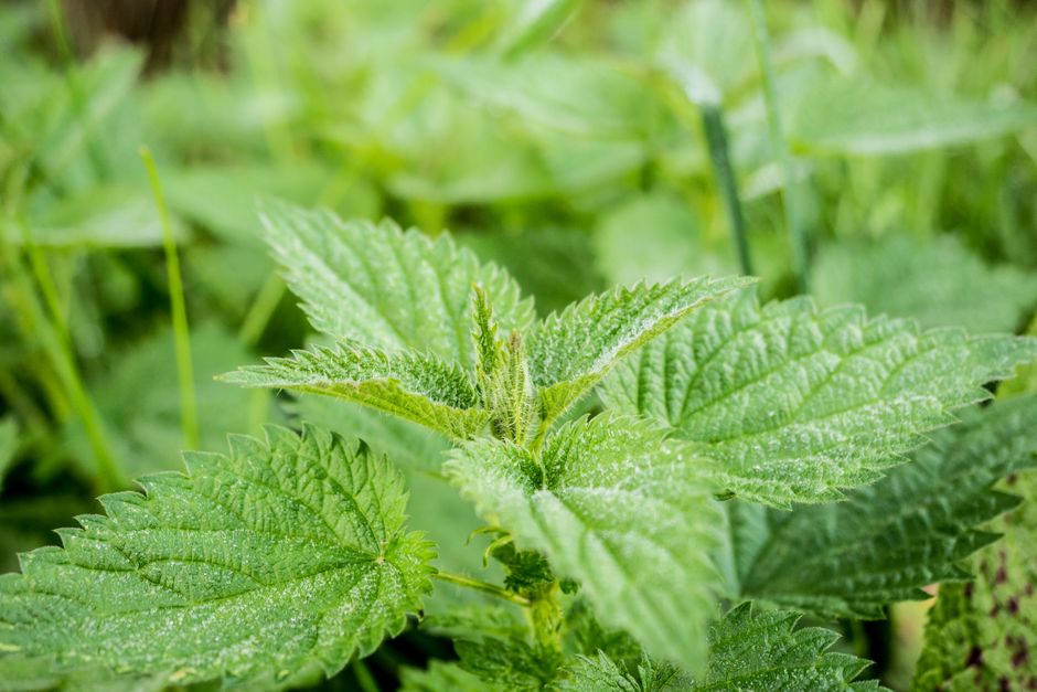 Urzică pentru afine: cum fertilizezi corect o plantă iubitoare de sol acid