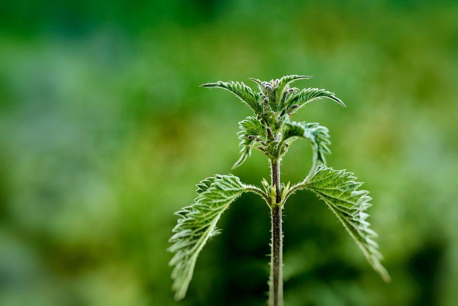 Urzică pentru ceapă: fertilizare naturală pentru bulbi mari și frunze verzi