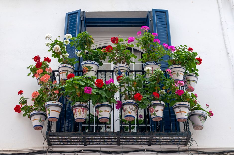Urzica pentru florile în ghiveci: purin diluat ca fertilizant natural de apartament și balcon