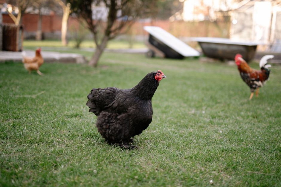 Urzica pentru găini și animale: furaj natural bogat