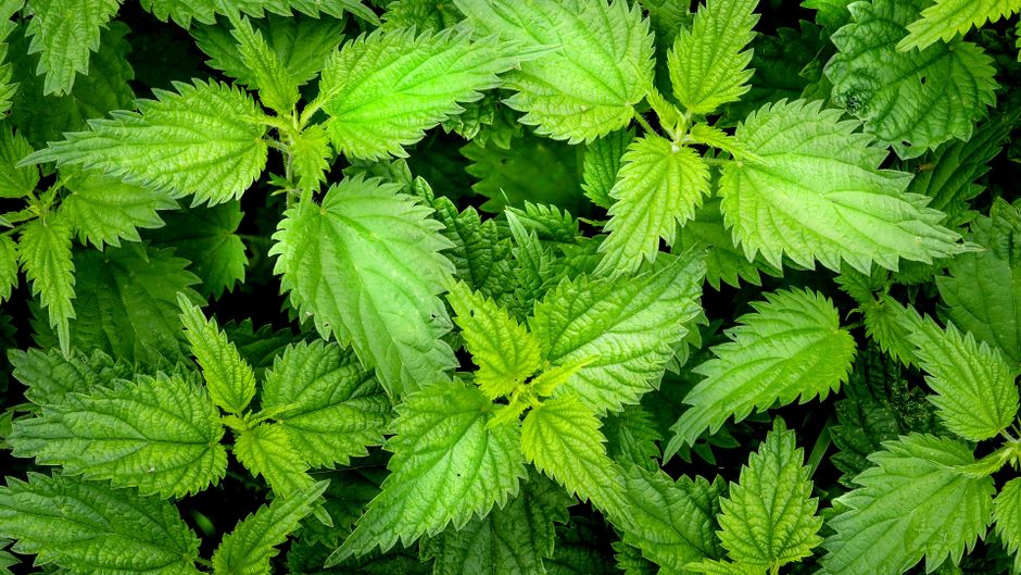 Urzică pentru mazăre: fertilizare inteligentă pentru o leguminoasă independentă