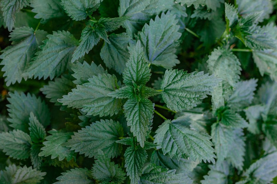 Urzică pentru salată verde: frunze fragede și creștere rapidă cu purin natural