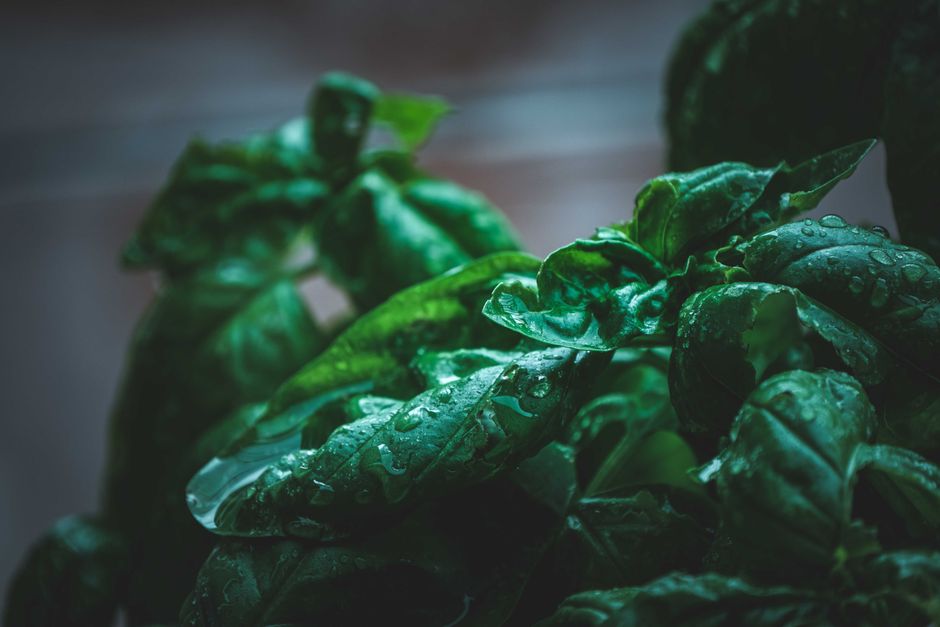 Urzica pentru vegetarieni și vegani: fier și proteine verzi