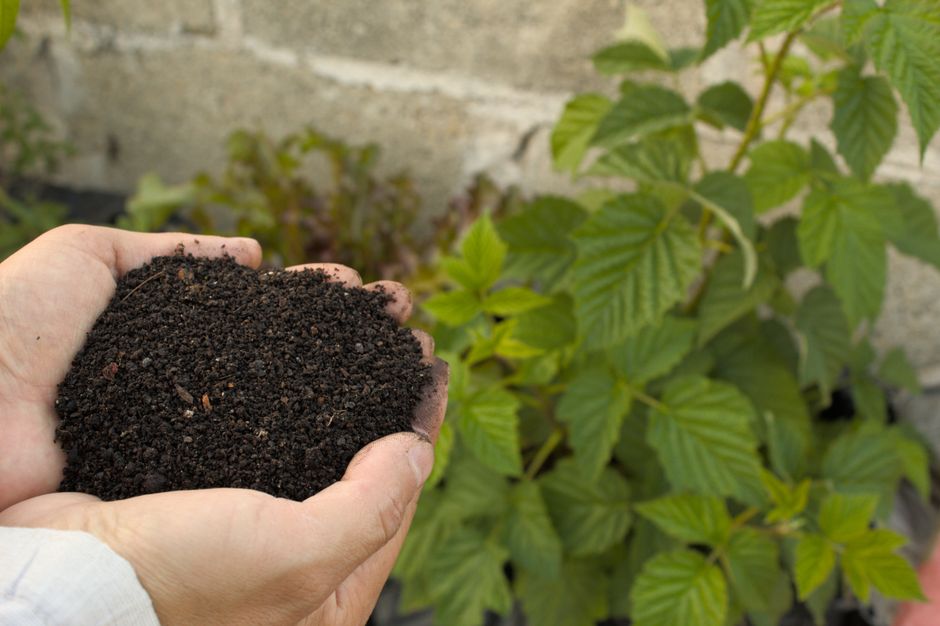 Urzica pentru pregătirea solului de primăvară