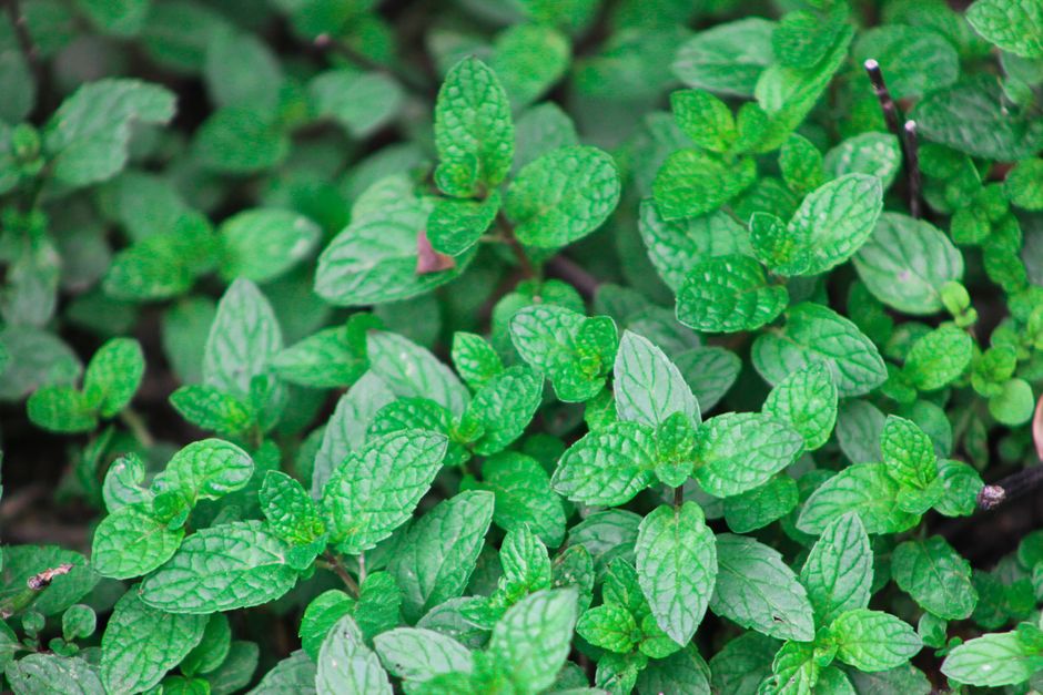 Urzica pentru cei în tură de noapte: sprijin natural pentru un program răsturnat