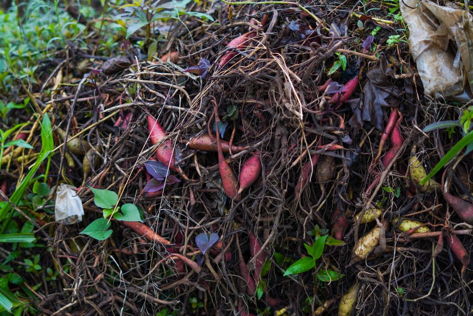 Urzica în vermicompost: hrană bogată pentru râme